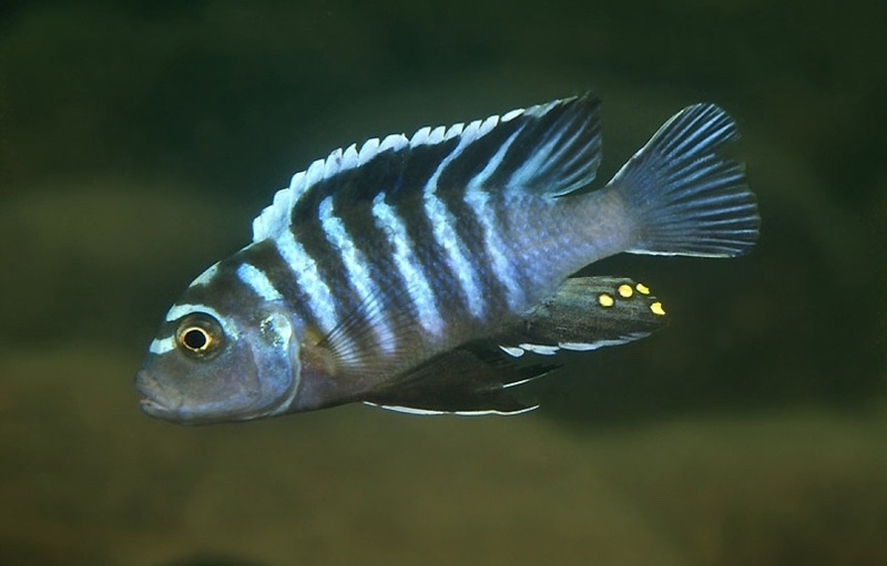 Cynotilapia zebroides 'Matema'